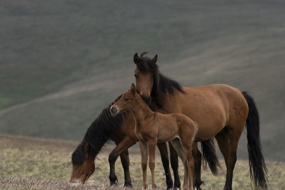 Фотография автора Елена Вторушина