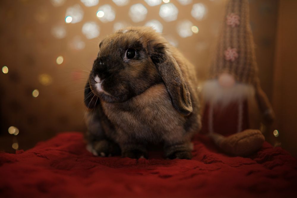 Photograph by Veronika Biró