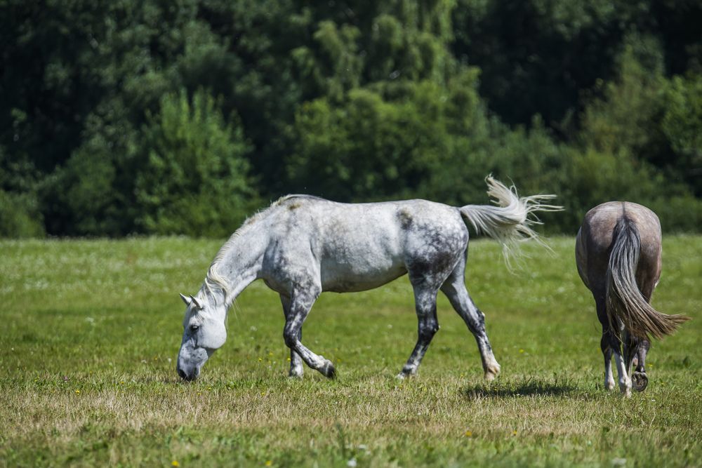 Photograph by Сергей Пидронов