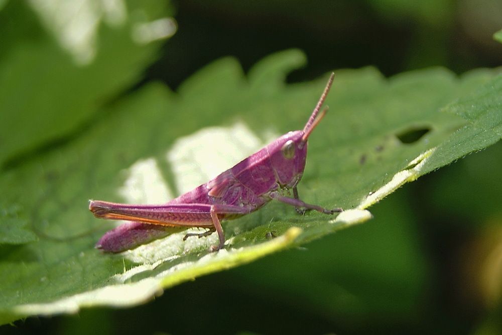 Гламурный кузнечик