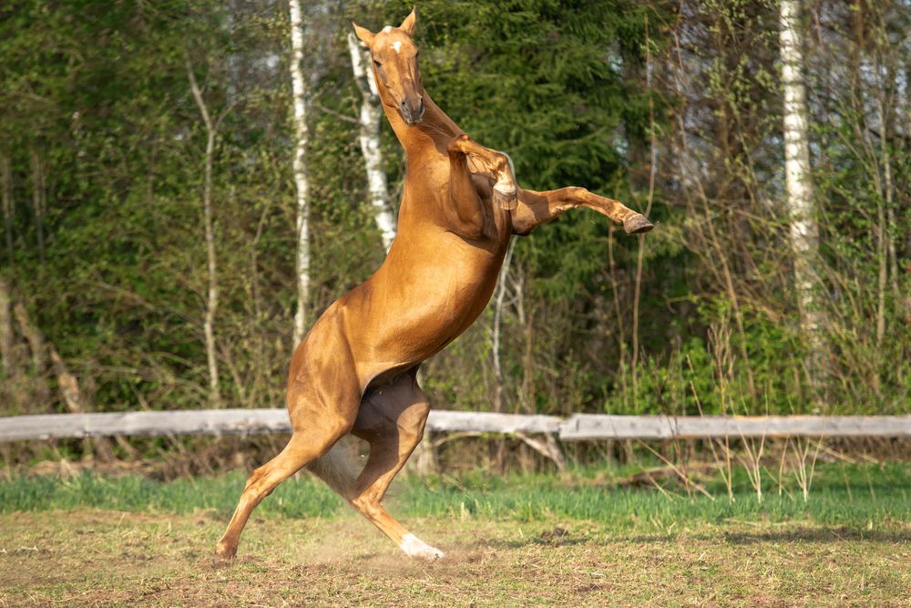 Фотография автора Татьяна Немова