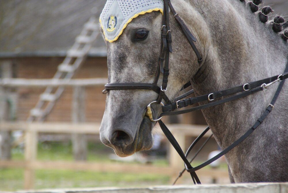 Photograph by Nadin Gaaze