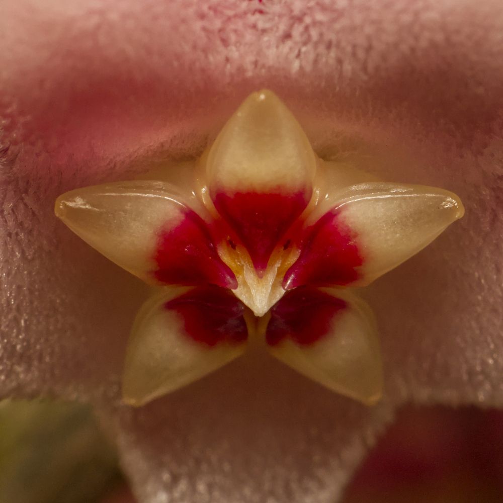 Wax Plant Flower Macro