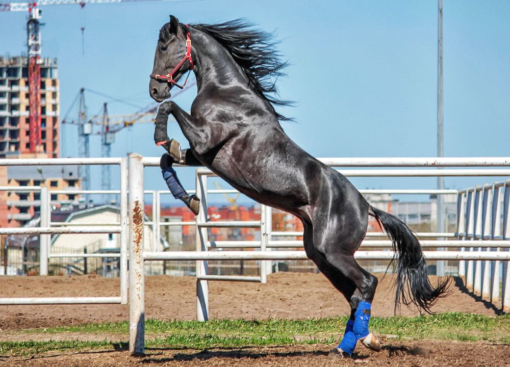 Photograph by Елена