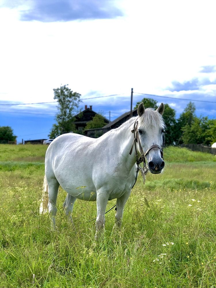 Photograph by Елена Шведова