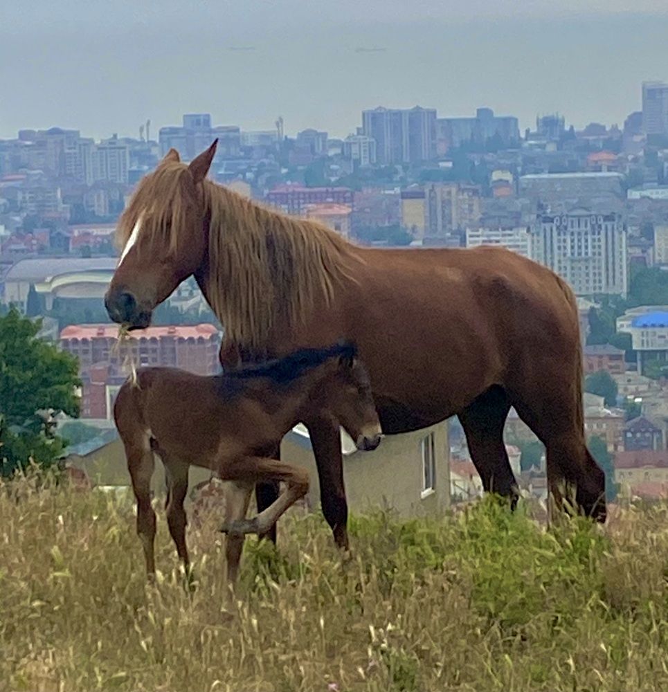 Photograph by Фарида Абакарова