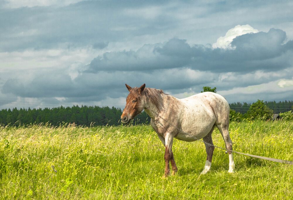 Фотография автора Екатерина Счасная