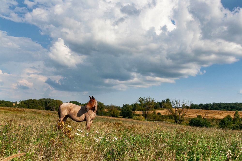 Фотография автора Екатерина Счасная