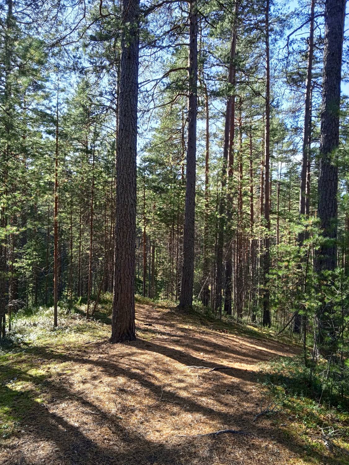 Лесной массив.