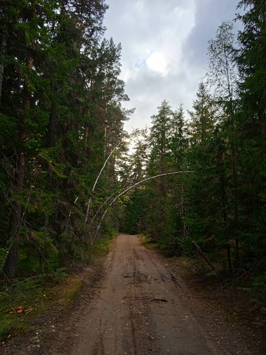 Лесной массив.