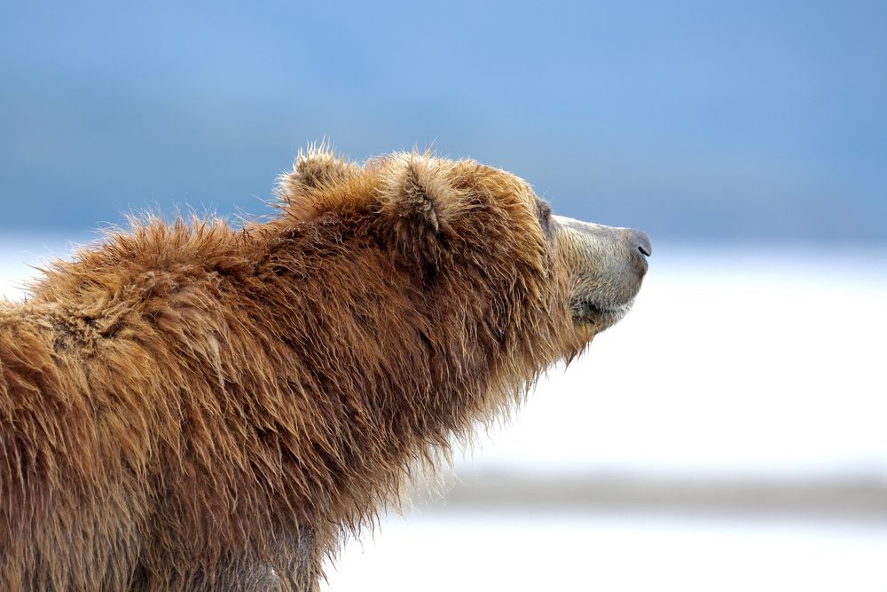 Фотография автора Голубков Леонид
