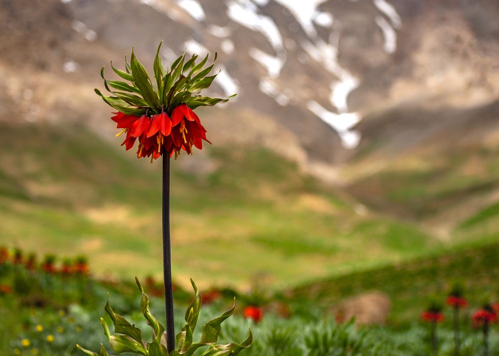 Photograph by Shahrouz Panahi