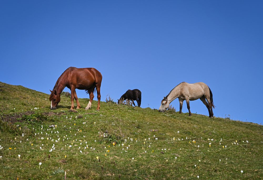 Фотография автора Inna Ivanova
