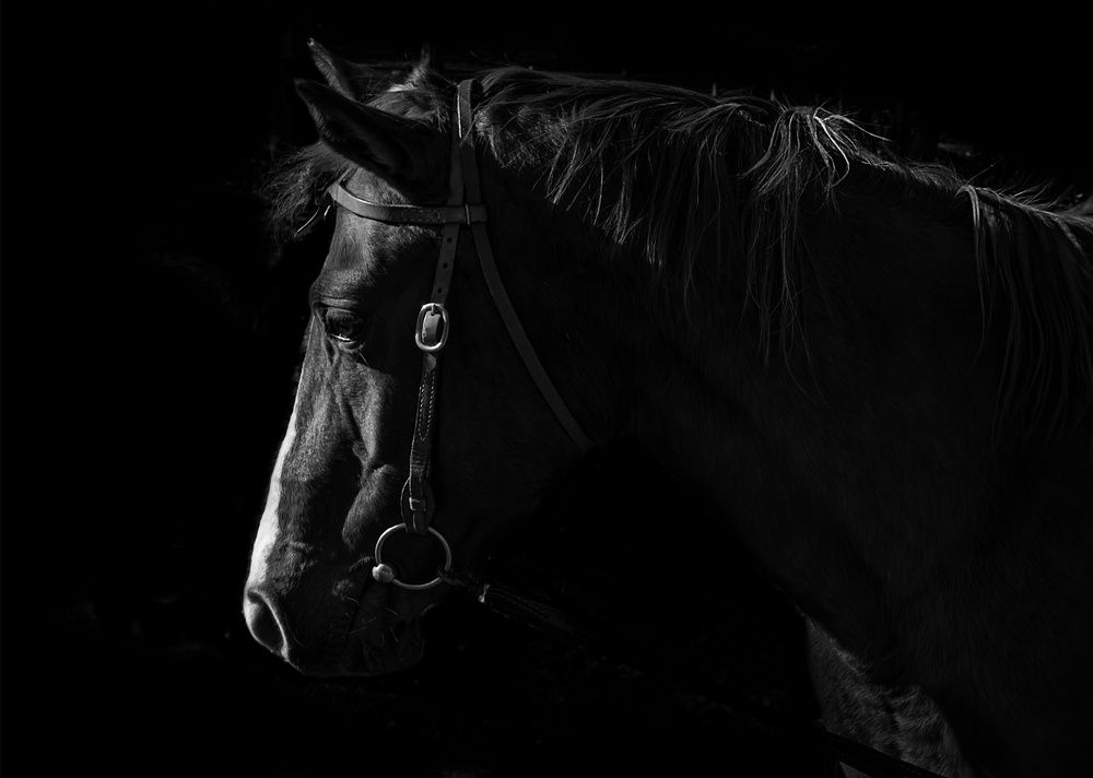 Photograph by Natalia Bondarenko