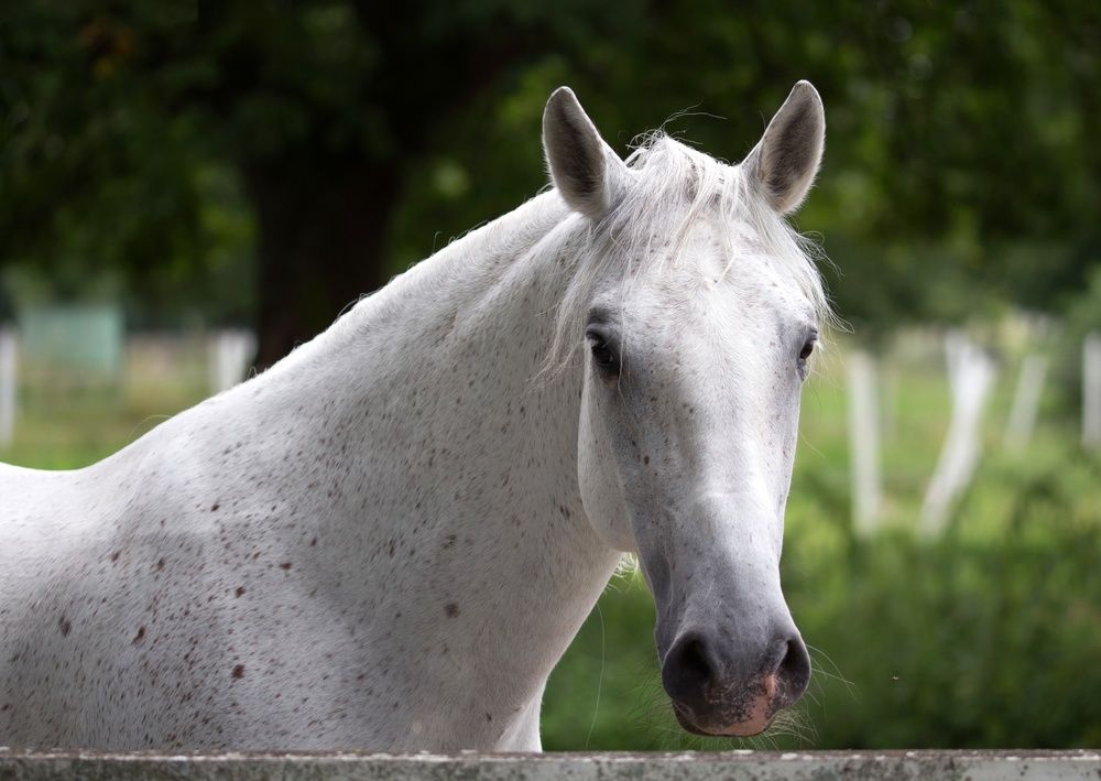Photograph by Natalia Bondarenko
