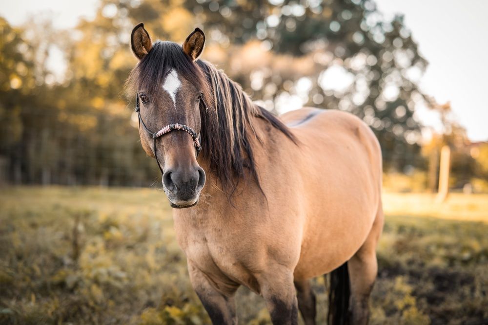 Фотография автора Adéla Kovaříková