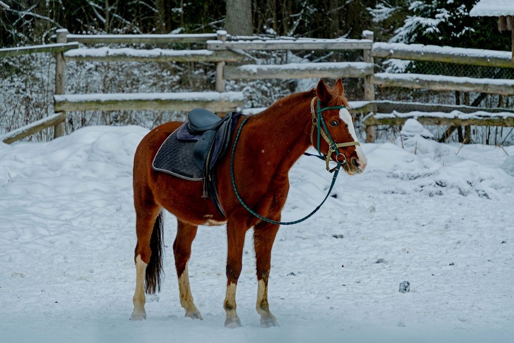 Photograph by Михаил Косолапов