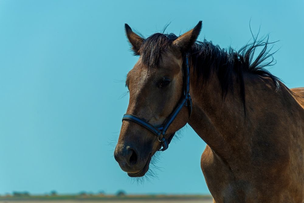 Photograph by Михаил Косолапов