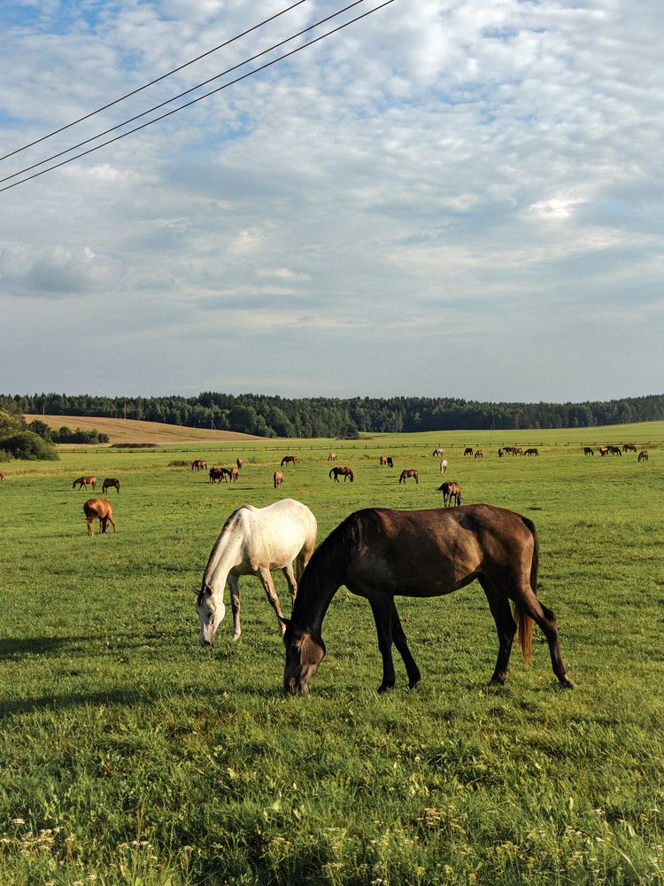 Photograph by Maria Stankevich