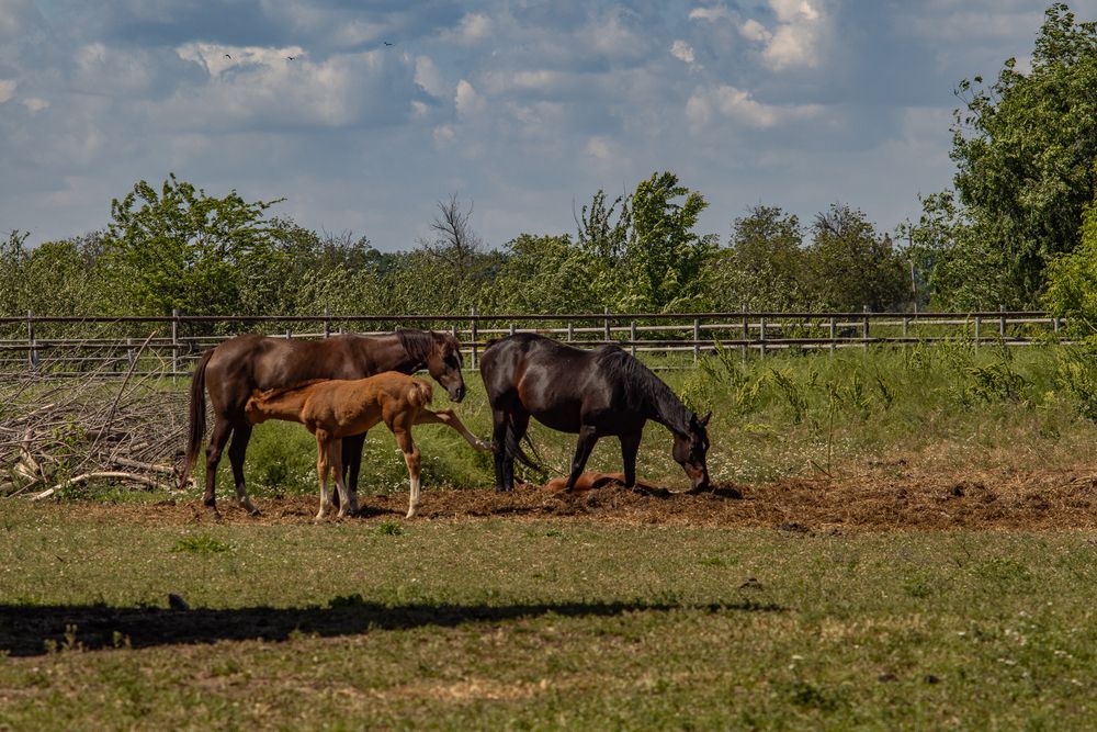 Фотография автора Victoria Mogulyan