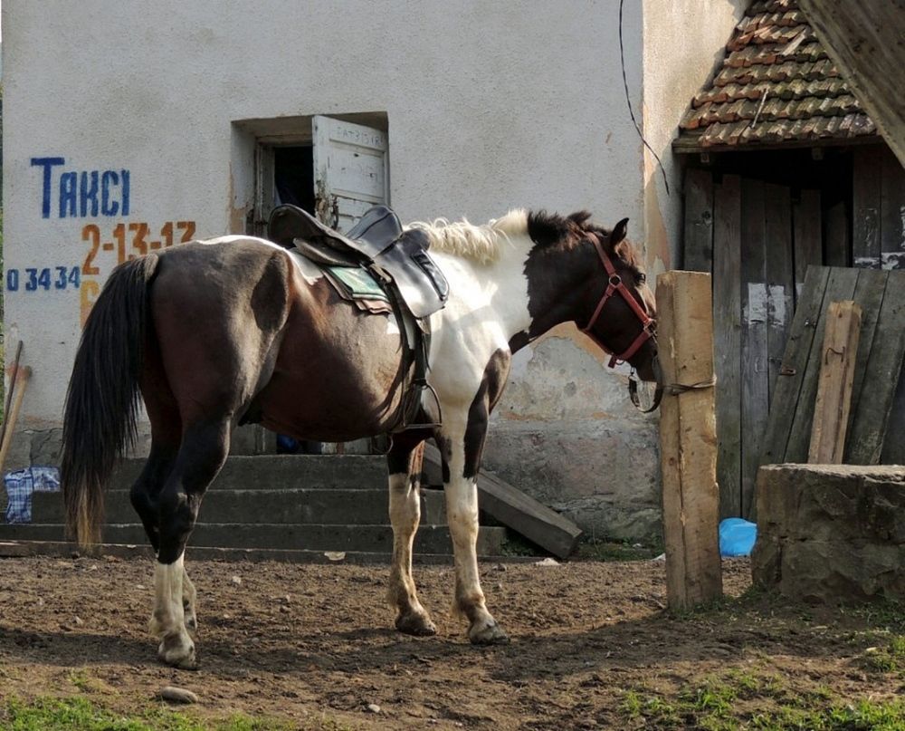 Фотография автора Роман Савоцкий