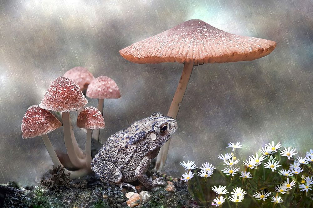 Photograph by SUBRATA NATH