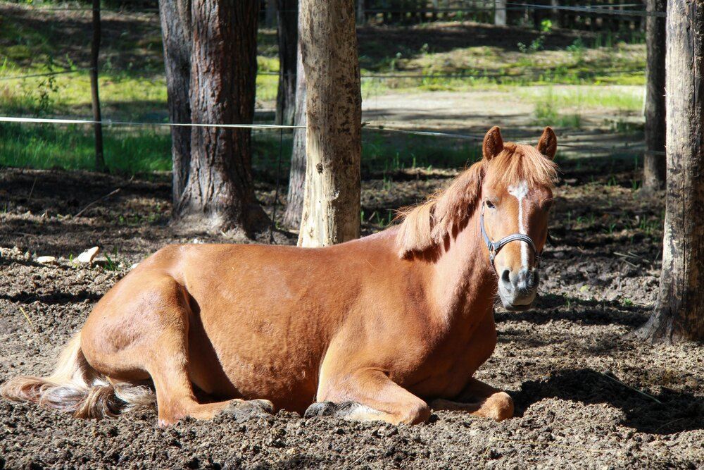 Фотография автора Igors Rostikovs