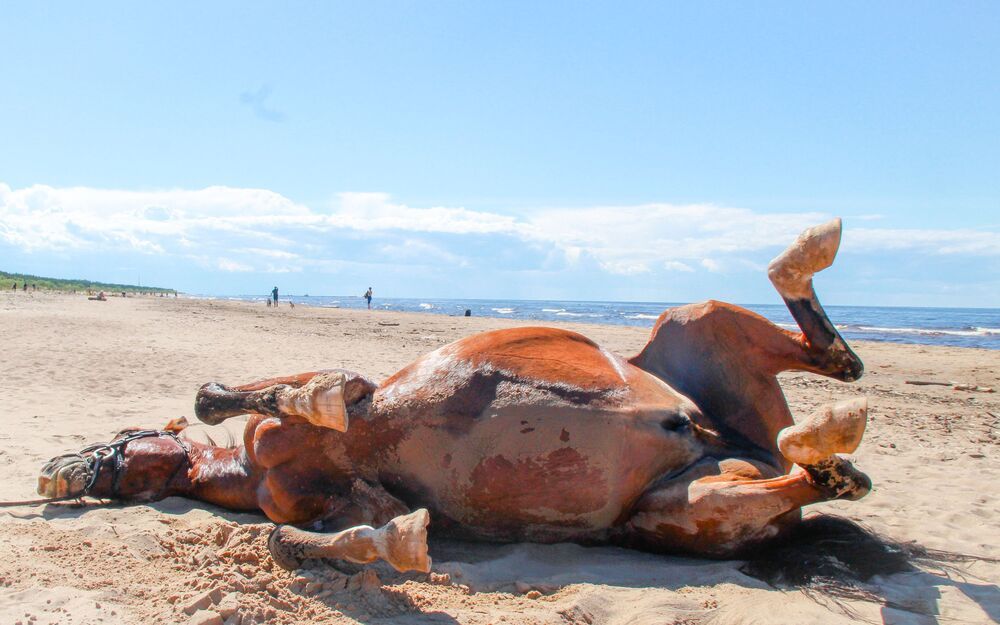 Фотография автора Igors Rostikovs