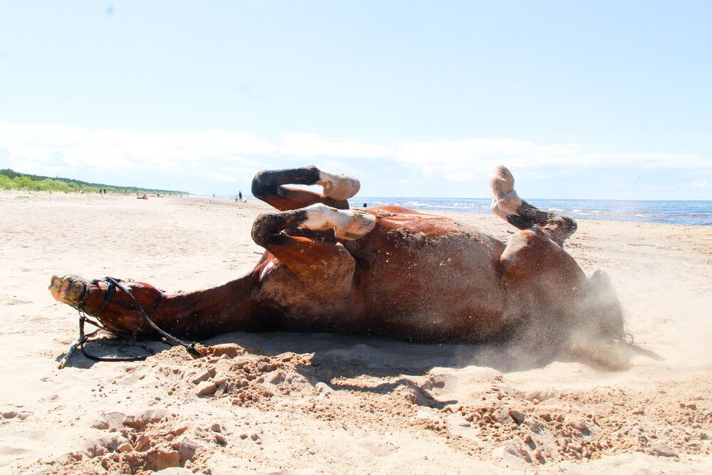 Фотография автора Igors Rostikovs