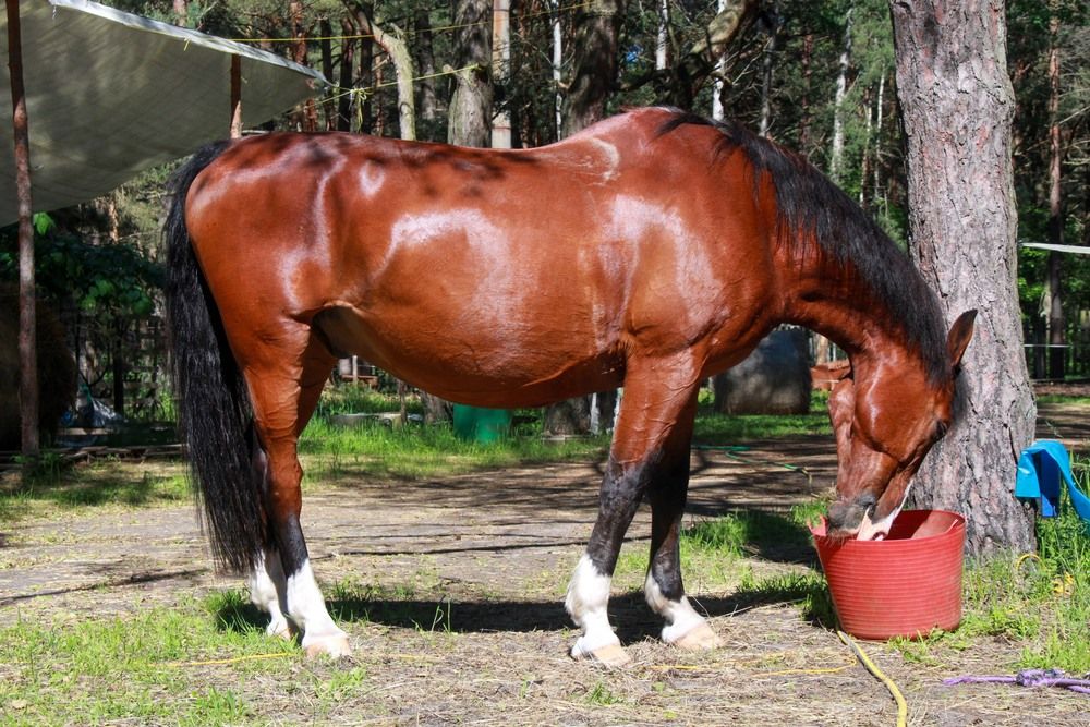 Фотография автора Igors Rostikovs