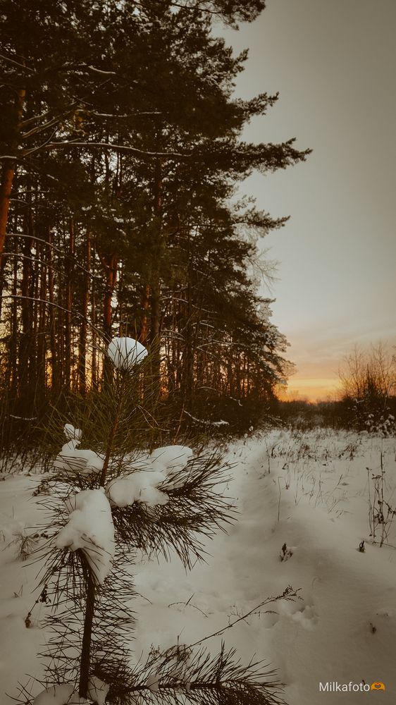 Photograph by Людмила Горячева