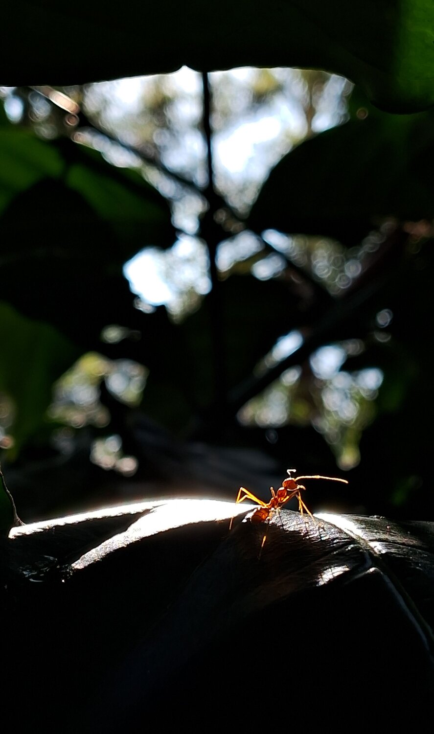 Photo #12997259