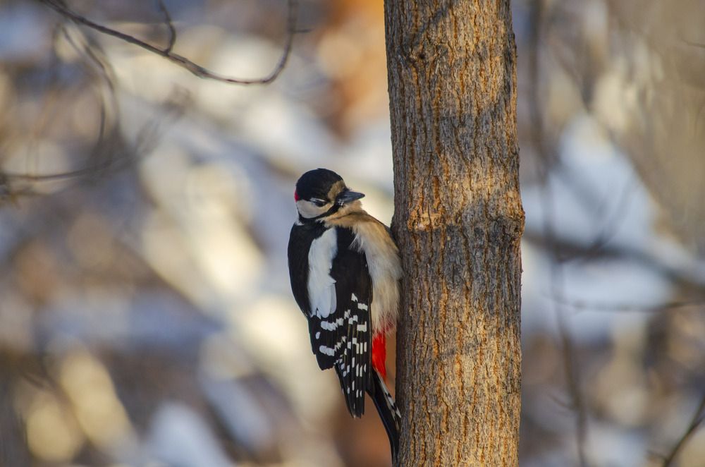 woodpecker