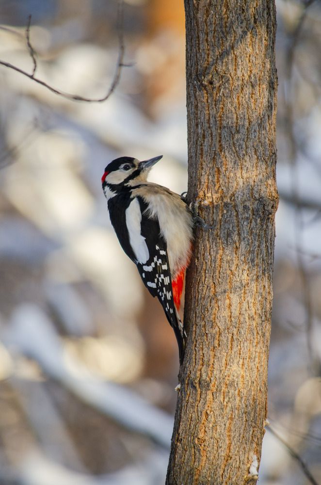 woodpecker at work
