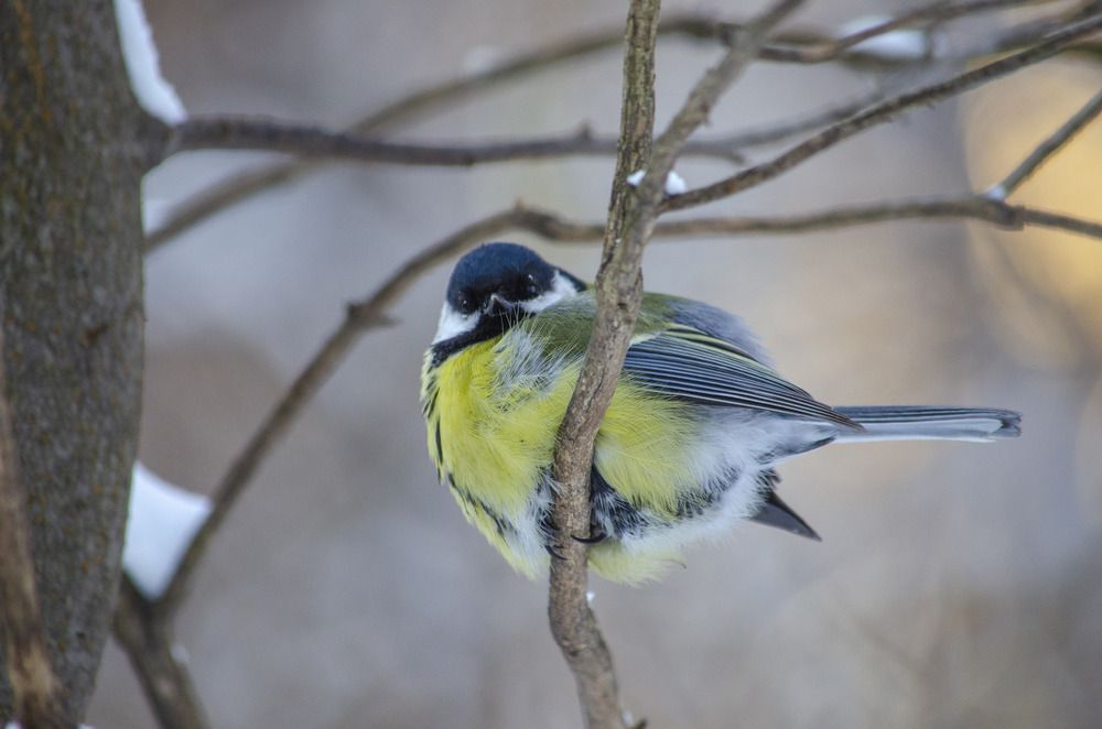 titmouse
