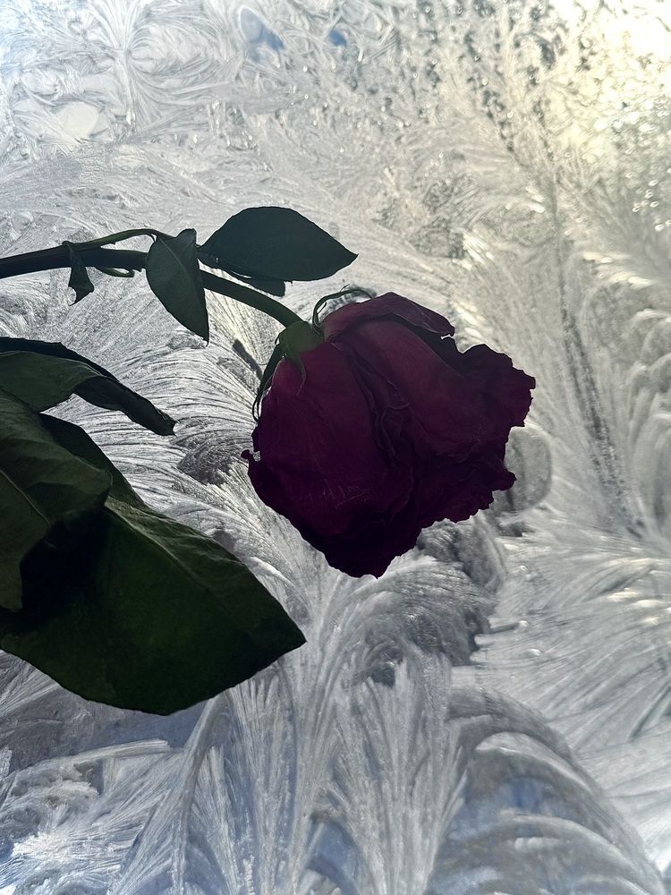 Мороз и Роза