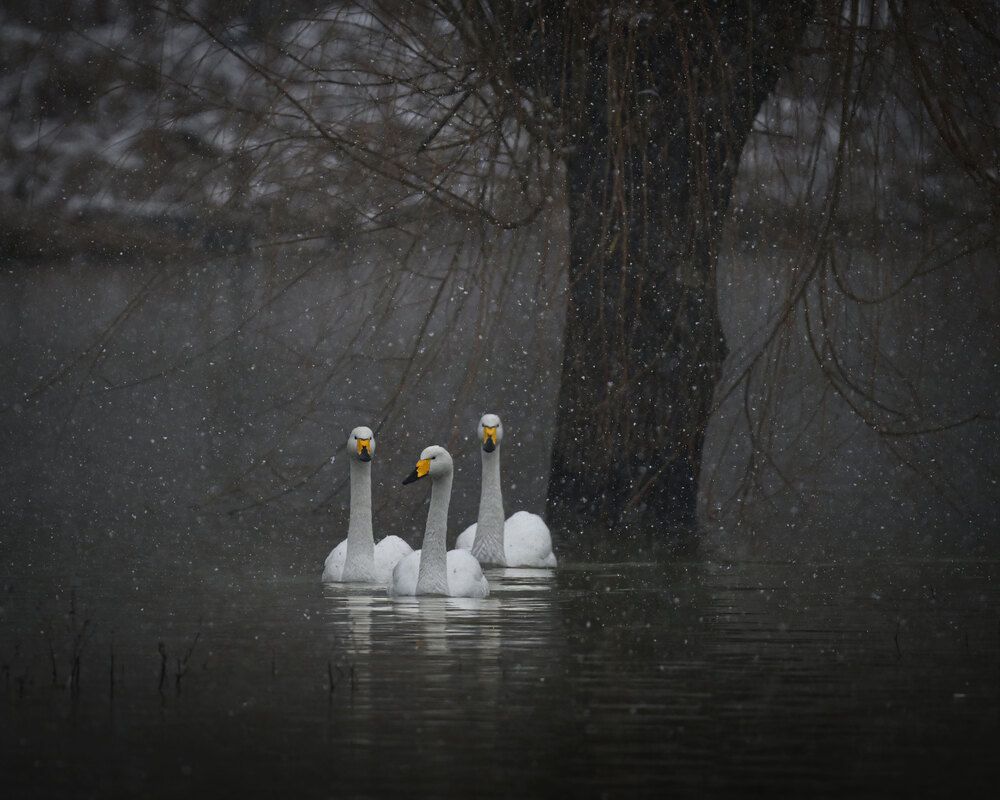 Photograph by yuanwei zuo