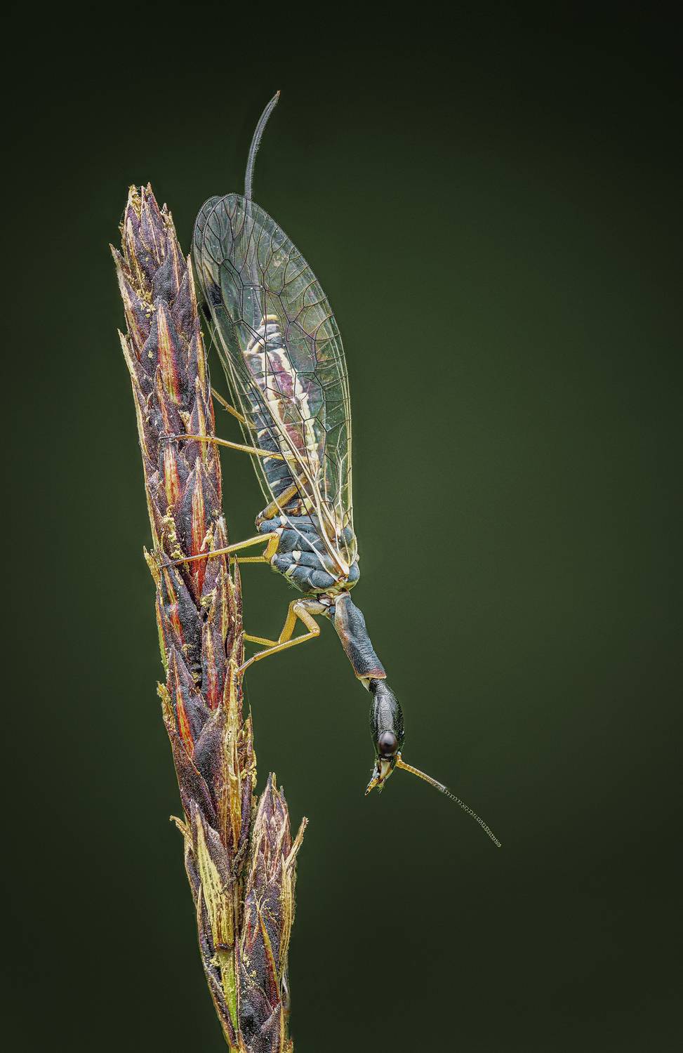 Фотография #12997553