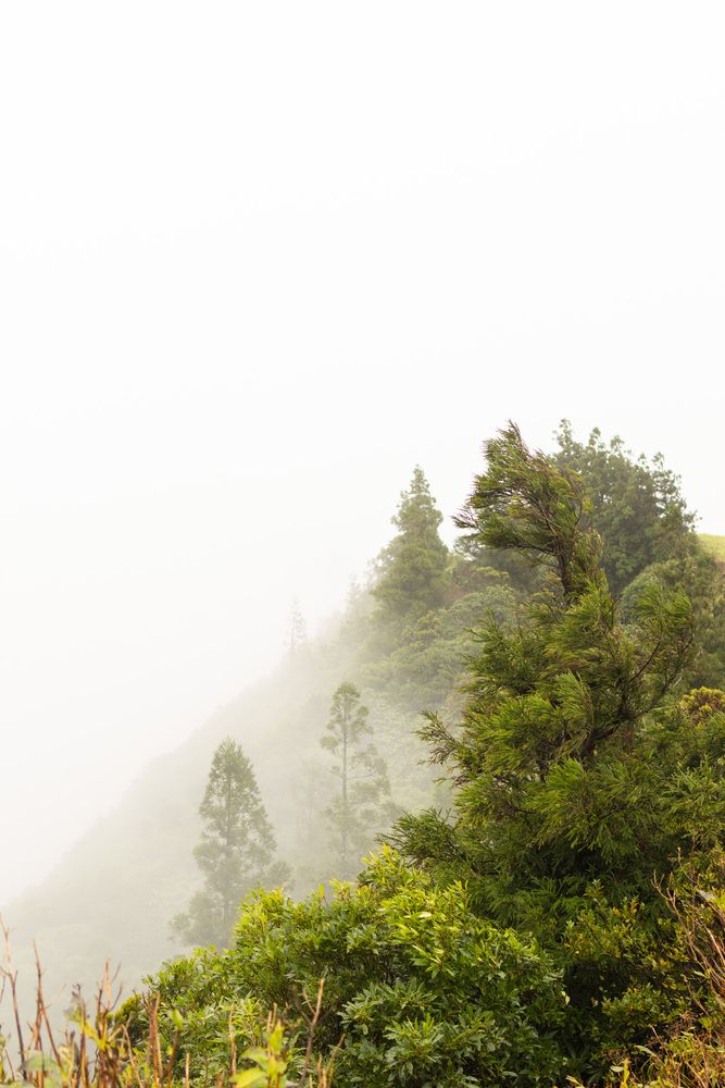 Fog at the edge of the earth. Azores
