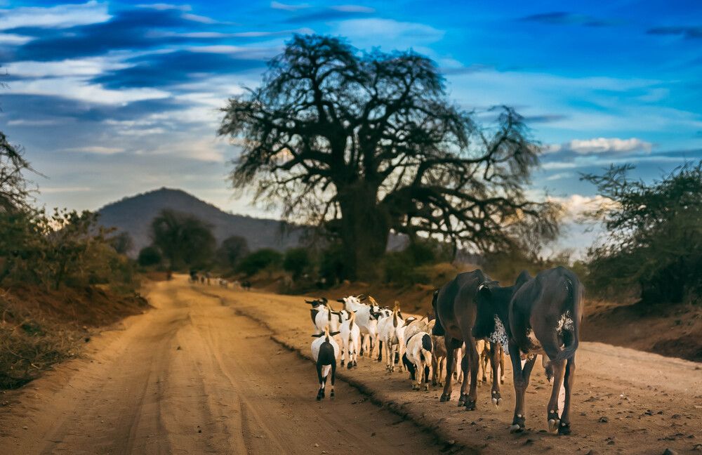 Road to Mpwapwa