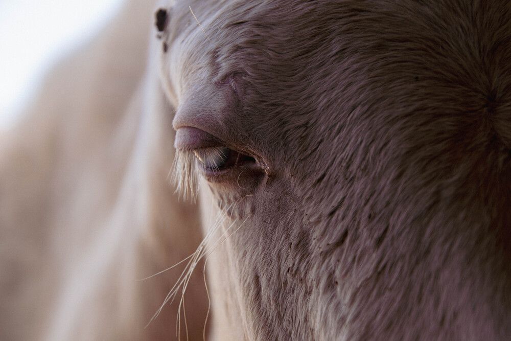 Photograph by Татьяна Мохова