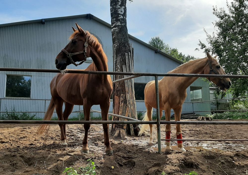 Photograph by Антонина Шабышева