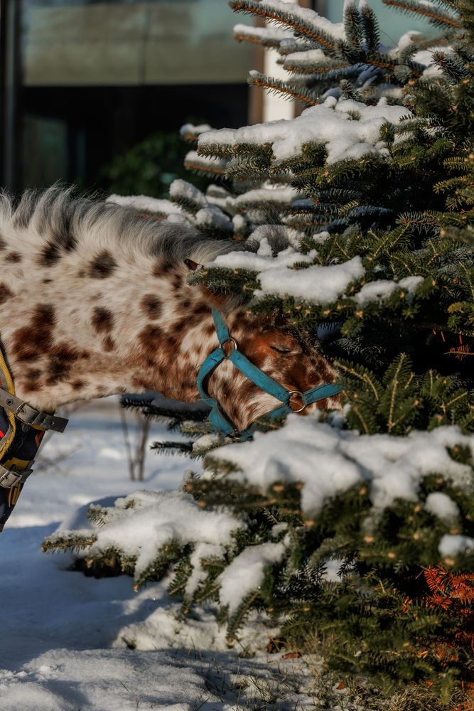 Фотография автора Fallen Angel