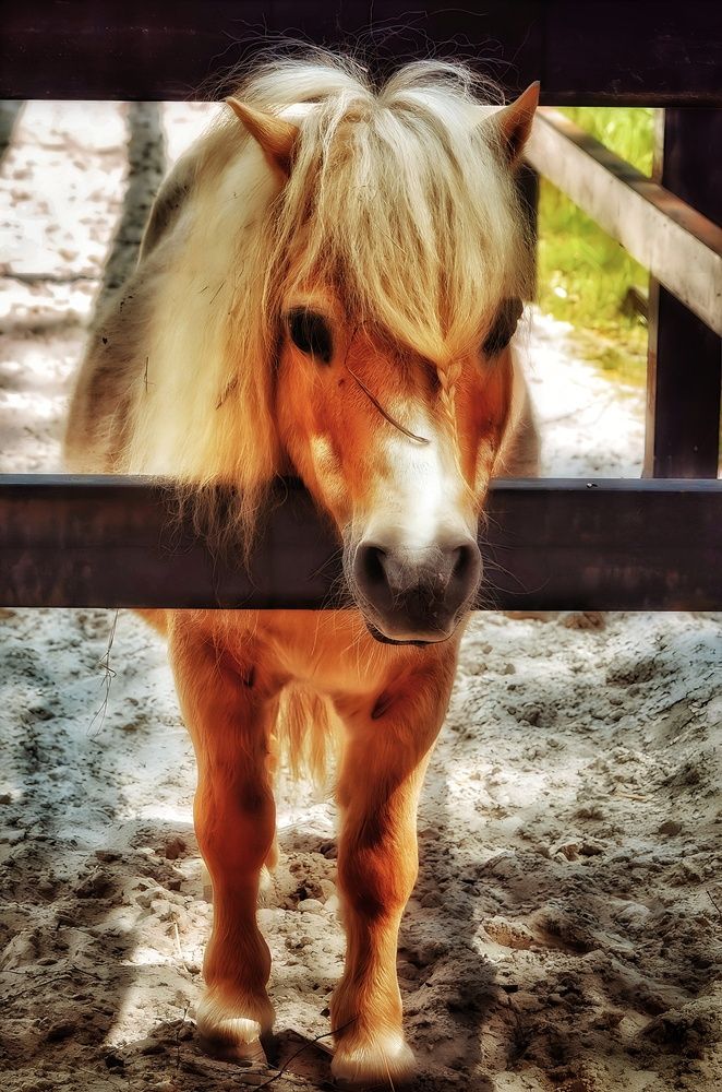 Photograph by Алена Самошина