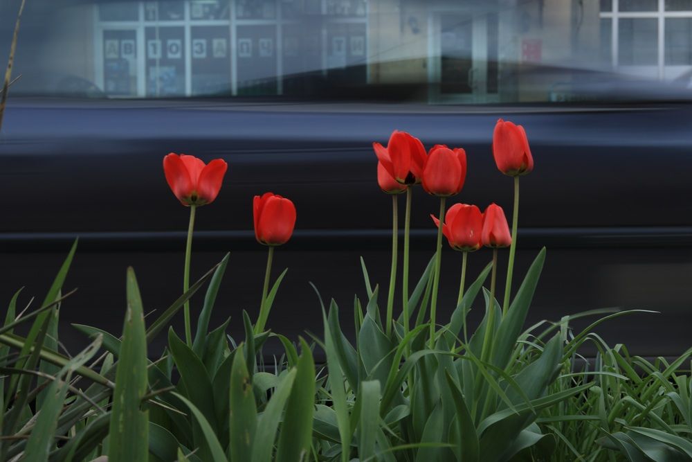 \"Машины несутся тюльпаны цветут\"