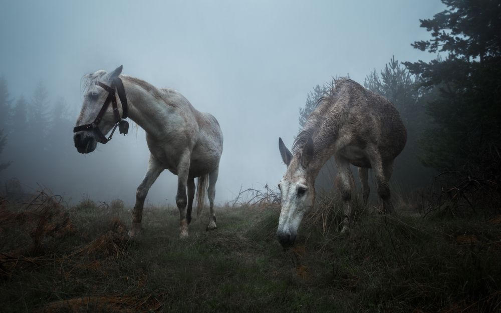 Фотография автора Lyuboslav Bochev