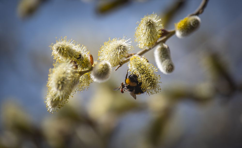 Photograph by Ольга Акутина
