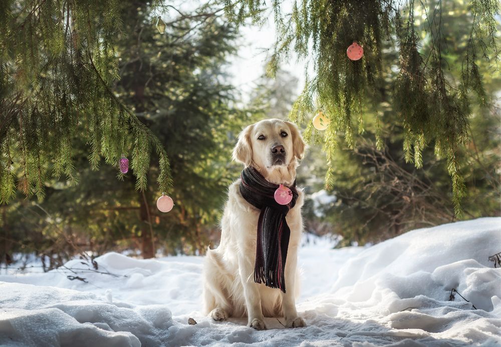 Photograph by Елена Соколова