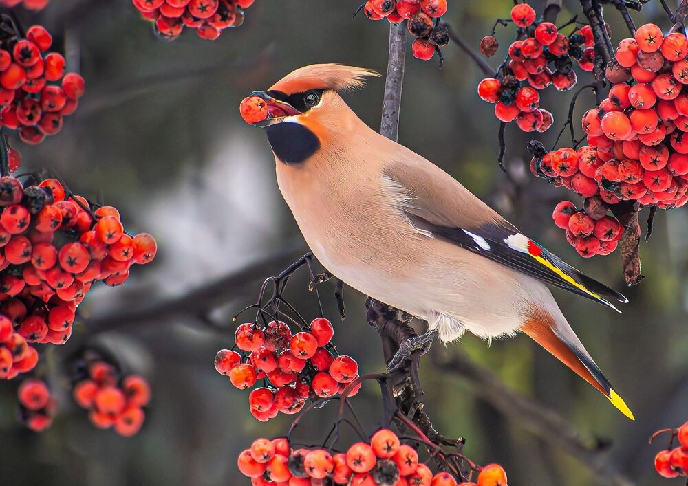 Фотография автора Николай Абакумов
