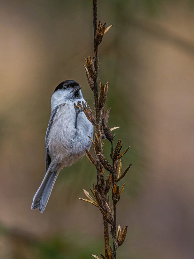 Фотография автора Николай Абакумов